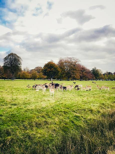 Deer roaming Phoenix Park's autumn landscape