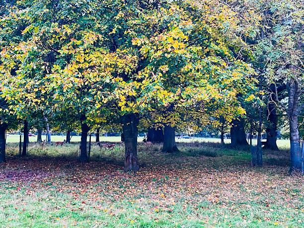 istock Autumn magic with deer at Phoenix Park, Dublin 2242800827