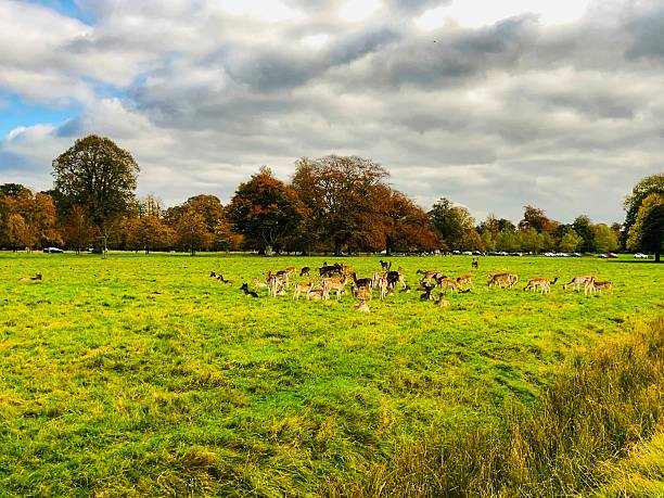 istock Deer grazing in Phoenix Park's autumn fields. 2242800834
