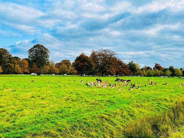 istock Deer dotting the lush autumn fields of Phoenix Park, Dublin 2242800841