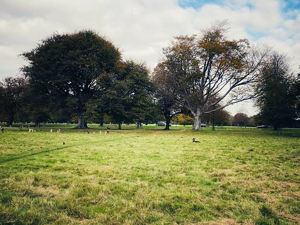 istock Tranquil moments with deer in Phoenix Park, Dublin 2242800863
