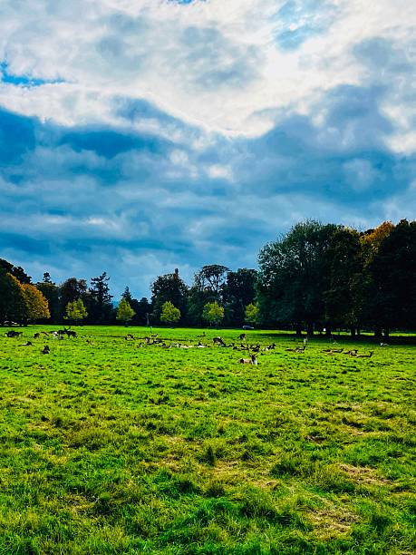 istock Peaceful moments with deer in Phoenix Park under a dramatic sky 2242800866