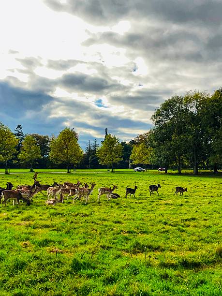 istock Deer roaming freely under a dramatic sky in Phoenix Park 2242800871