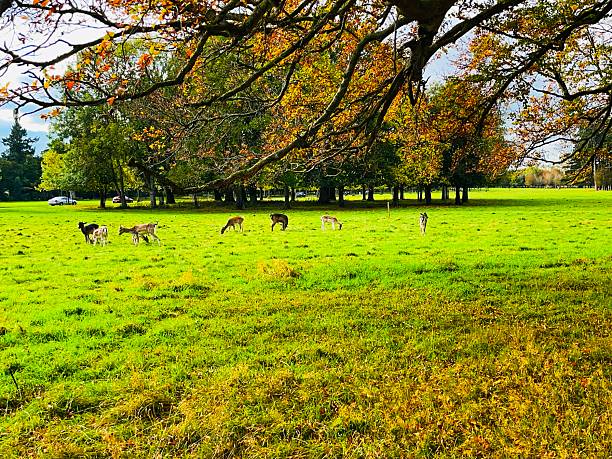 istock Deer grazing beneath autumn trees in Phoenix Park 2242800882