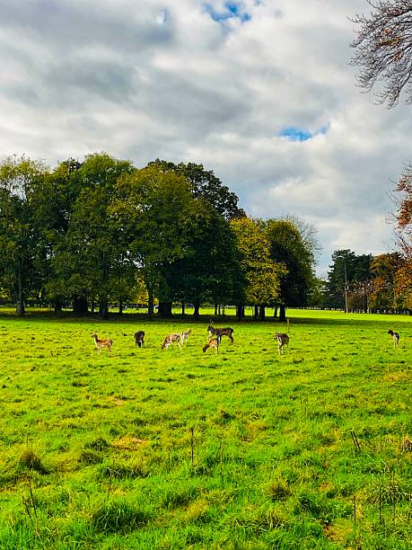 istock Deer grazing under a cloudy sky in Phoenix Park 2242800899