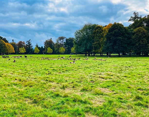 istock Deer roaming freely across Phoenix Park's green expanse. 2242800917