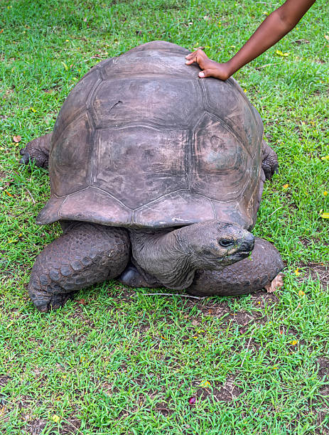istock Intergenerational encounter: A child's small hand reaching out to touch the massive carapace of a giant tortoise, fostering a connection with nature and conservation 2242800929