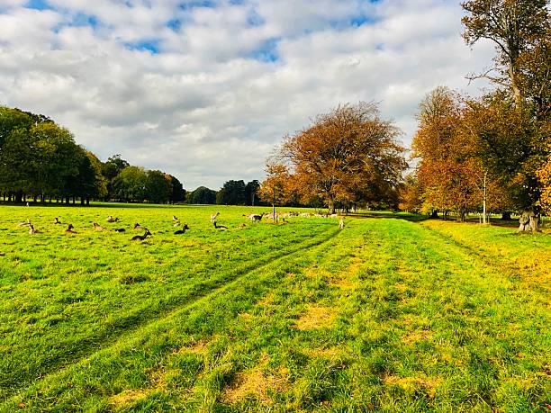 istock Deer roaming the serene autumn fields of Phoenix Park, Dublin. 2242800931