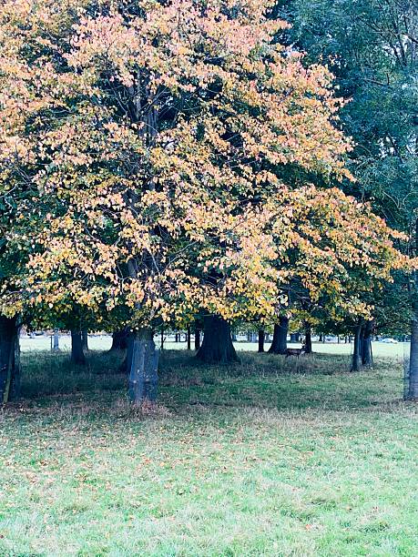 Autumn magic in Phoenix Park with a lone deer