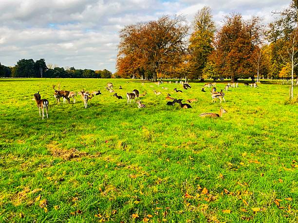 istock Deer grazing peacefully in the autumn fields of Phoenix Park, Dublin 2242800965