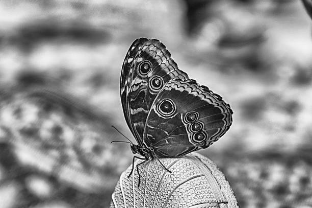Butterfly specimen