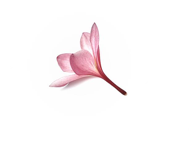 Beautiful red frangipani flower isolated on white background. Botanical photography for creative design