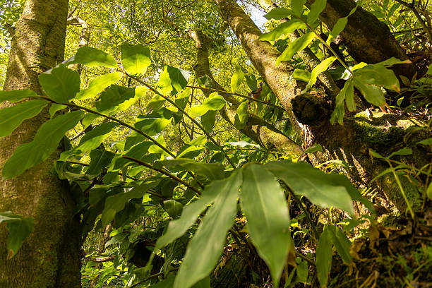 A tree with green leaves and a brown trunk is visible in the image. The leaves are large and spread out, giving the tree a lush and vibrant appearance. The brown trunk contrasts with the green leaves