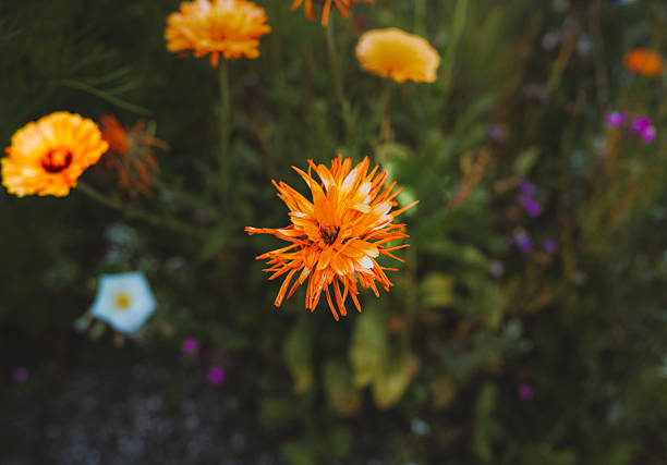 A beautiful orange porcupine captured in northern Maine.Scientific Name: (Calendula Officinalis)Location: Aroostook County, MaineCamera: Sony A7RVLens: Sony FE 24-70mm f2.8 GM II