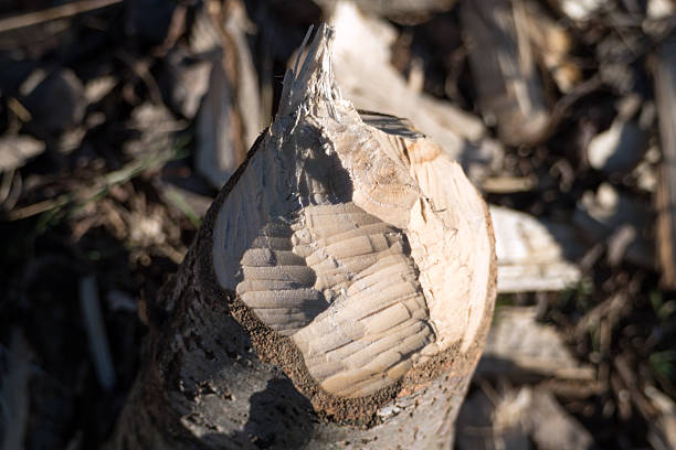 Tree gnawed through by beaver, illustration of beaver damage. Tree trunks felled by beavers.