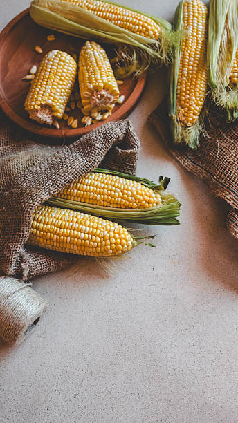 istock Freshly harvested corn on the cob displayed with rustic burlap and wooden plate. 2242803459