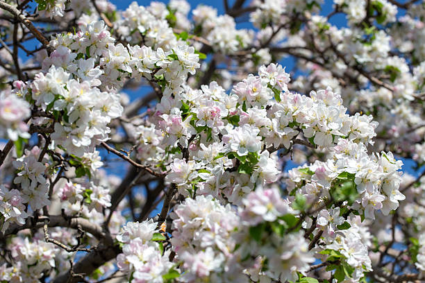 istock Apple blossom close-up on a clear spring day with vibrant blue sky background. 2242803518