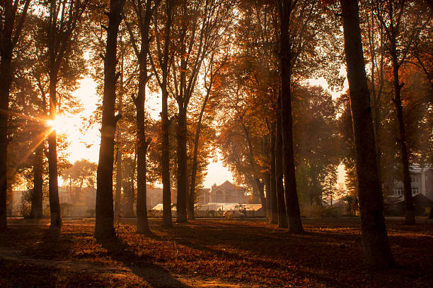 Fall of chinar leaves that turn into crimson gold during autumn season in Kashmir India.