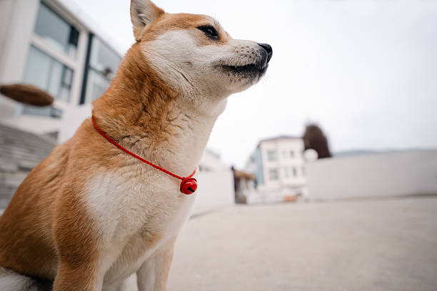 Happy Shiba Inu dog with his tongue out.