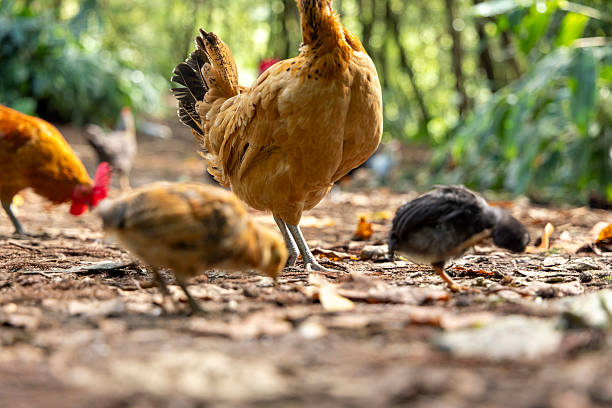 istock A group of chickens are walking around on the ground 2242806731