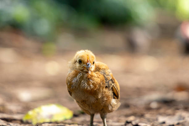 istock A small, brown chicken is standing on the ground 2242806905