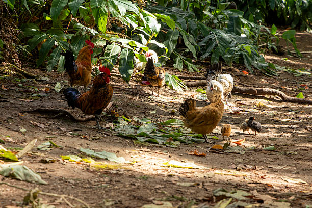 istock A group of chickens are walking around in a field 2242807405