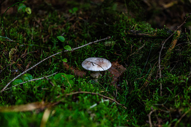Small mushroom with twig on cap rises from lush moss on a dim forest floor.