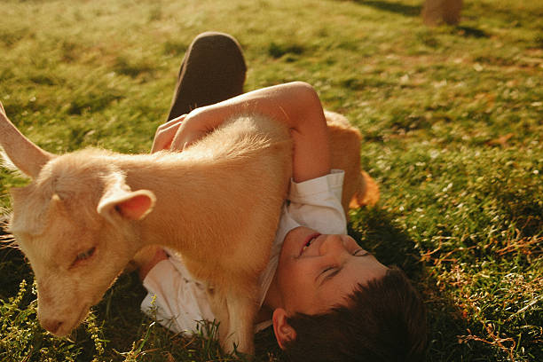 istock Cute little boy is playing with baby goat 2242811755