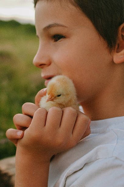 istock Cute little boy and his baby chick 2242811760