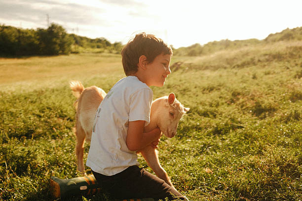 Photo of a young boy, playing with a baby goat on a pasture