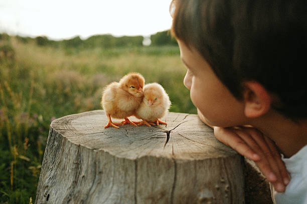 Photo of a young boy, playing and caressing little baby chicks
