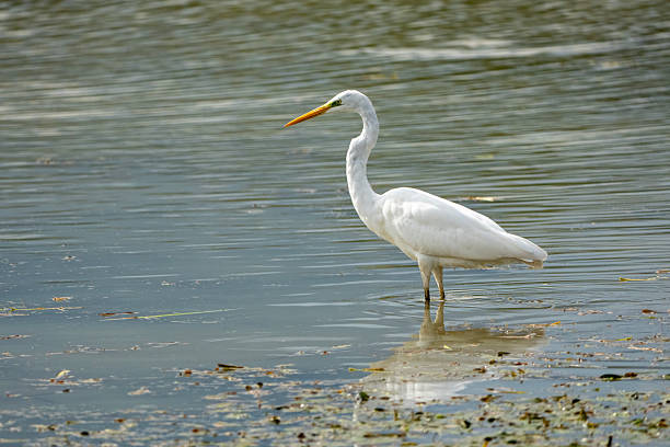 A great egret (Ardea alba) standing still in shallow water, surrounded by light reflections and aquatic plants.