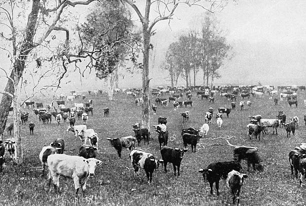 Black and White Photograph of the British Empire in the 19th Century: Trading and Commerce, Cattle, Australia