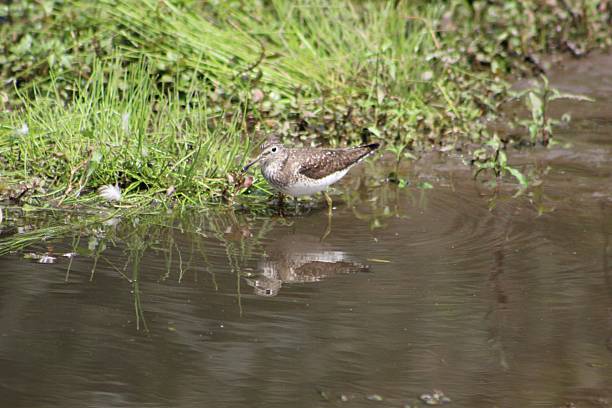 istock Solitary Sandpiper 2242813615