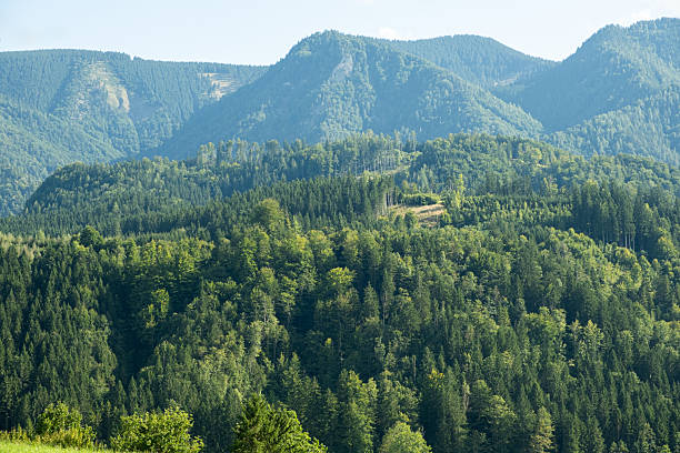 vosges mountains alsace lorraine north eastern france landscape wooded scenery - shot on medium format film