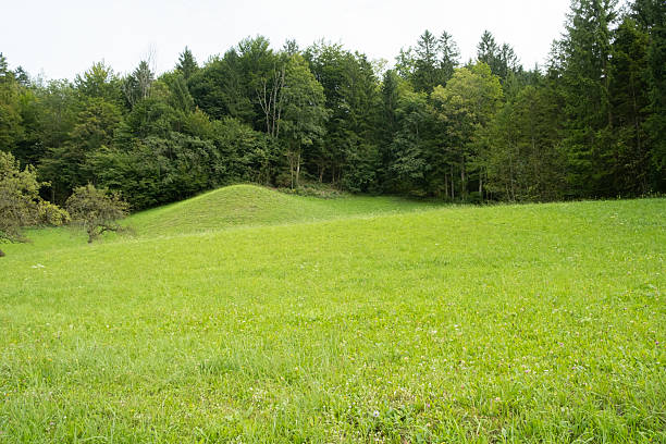 Green Meadow and Coniferous Forest, Natural Summer Landscape.