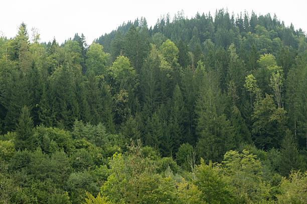 Coniferous forest, many evergreen spruce trees in the forest.