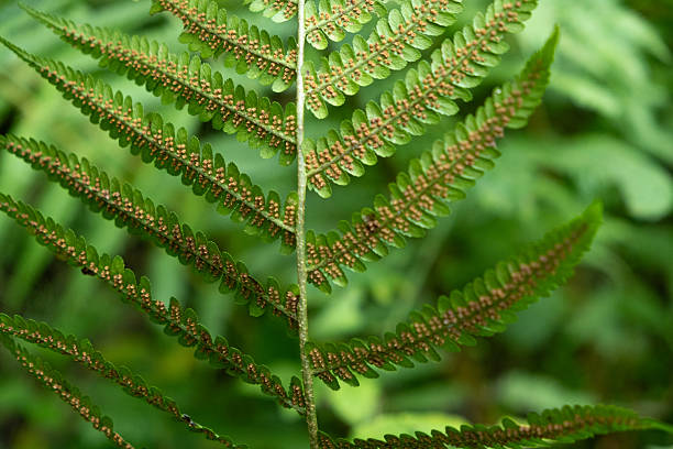 Fern Sori Close-Up, Brown Spore Clusters on Underside of Leaf.