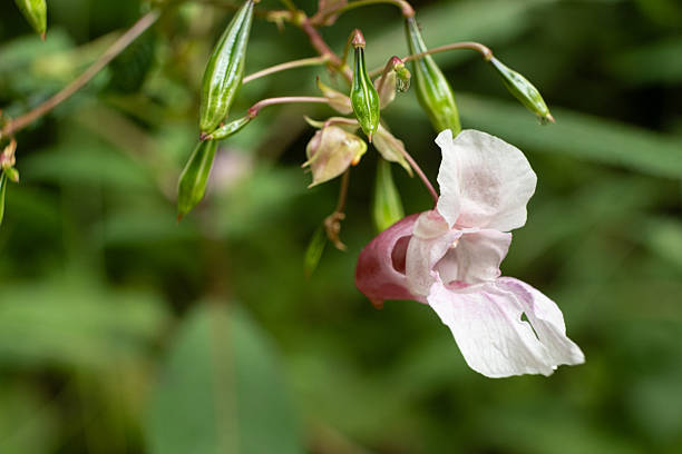 istock Impatiens glandulifera Himalayan Balsam Blooming 2242813805