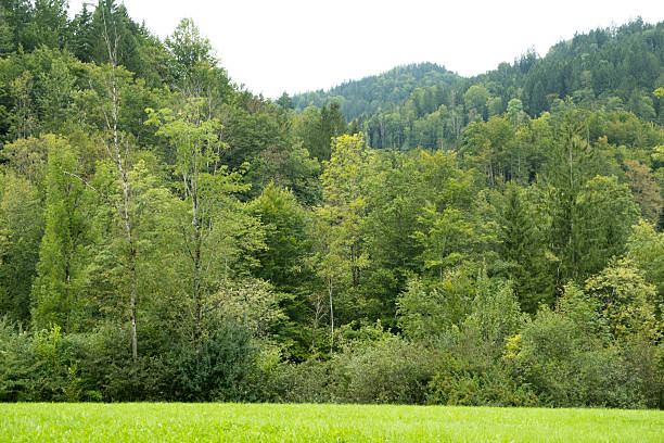 Alpine Nature Scene with Meadows and Forest Hills in Austria