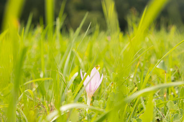 Beautiful Colchicum Speciosum Flower in Closeup.