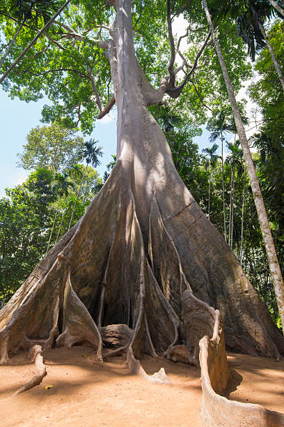 istock Big tree in the park. Banyan tree, Thailand. 2242814983
