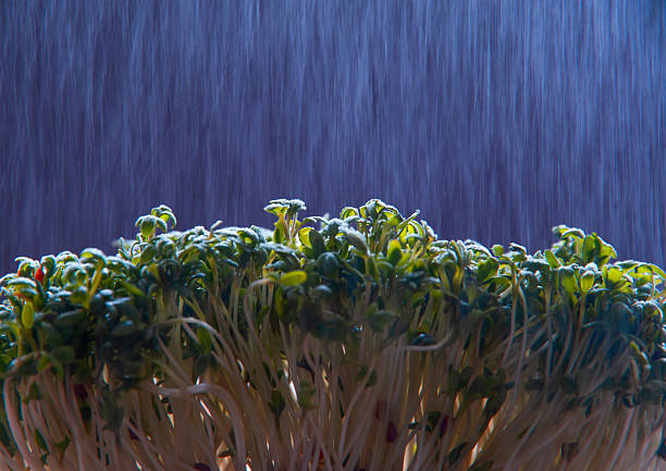 Microgreen in a container close-up. Selective focus. Young spring crop of arugula. Useful greens for proper nutrition, grown by hand. Veganism and organic products.