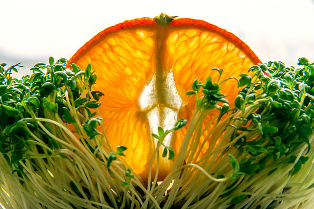 alfalfa microgreen with slice of orange
