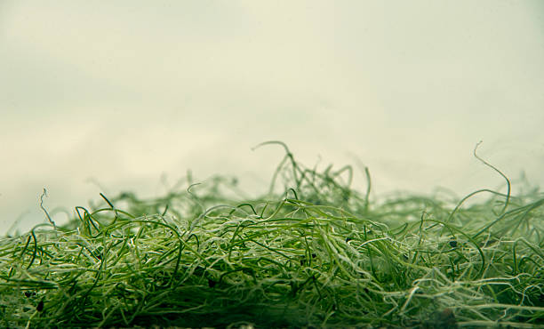 microgreen onions in the rain