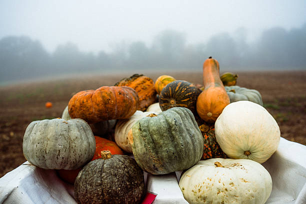 A group of pumpkins of various shapes and colors resting on a table in a misty field. The soft fog in the background evokes a calm, rural autumn morning atmosphere.