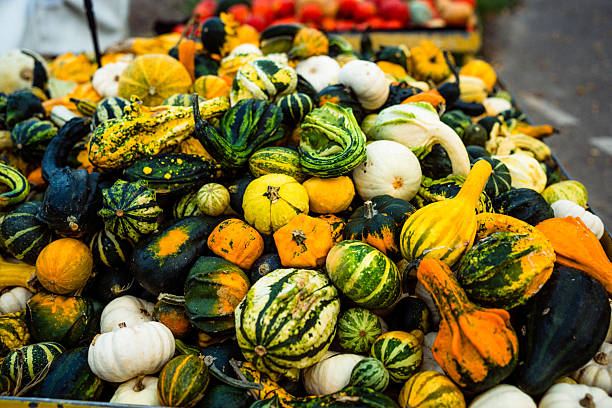A close-up view of a colorful mix of gourds and small pumpkins in different shapes and textures. The natural imperfections and bold hues reflect the charm of rustic harvest scenes.