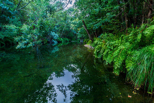 istock A dark, glassy river reflects the dense, vibrant green forest and overhanging branches that surround it 2242818695