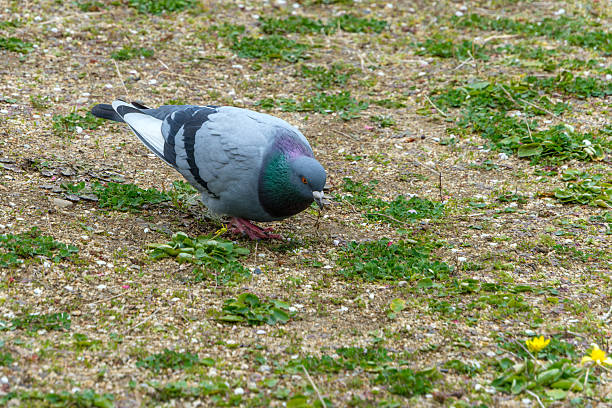 A grey rock pigeon pecks at the ground, searching for food amidst sparse green grass and soil.