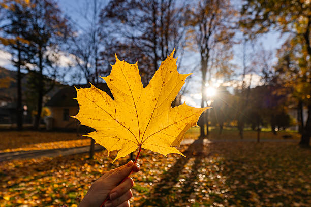 istock Hand holding bright yellow maple leaf against autumn park 2242819357